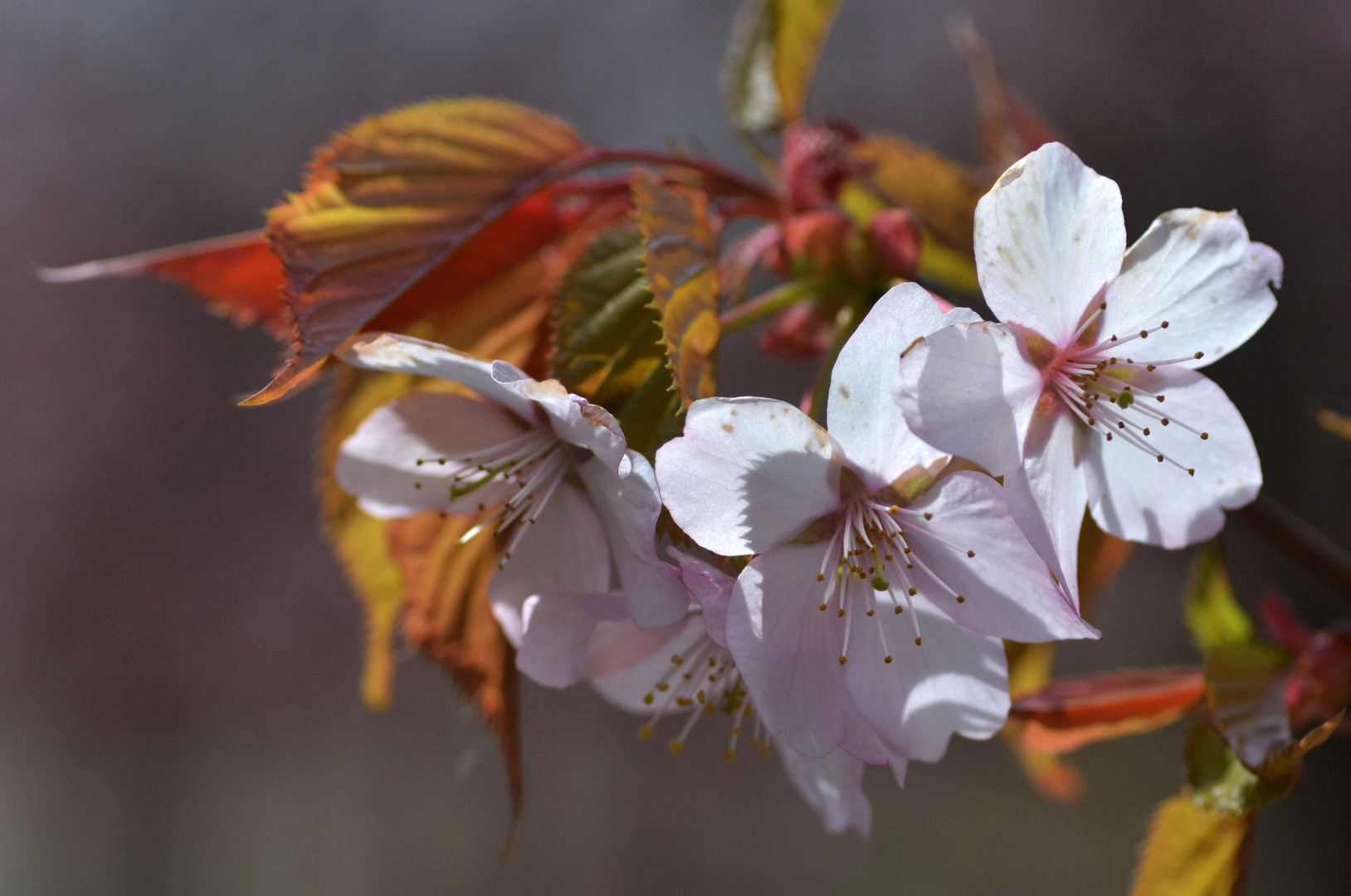 Cherryflowers