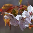 Cherryflowers