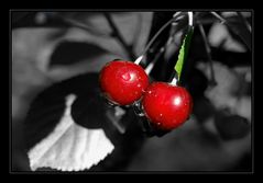 Cherrys