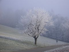 cherrytree in his wintercoat