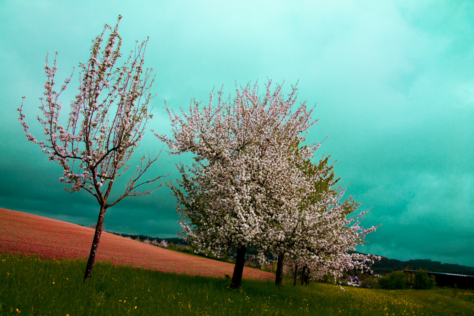 cherrytrees