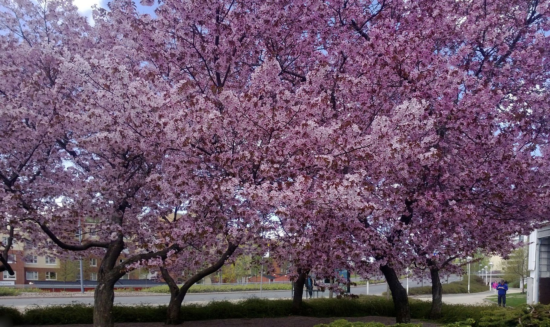 Cherrytrees, Kerava