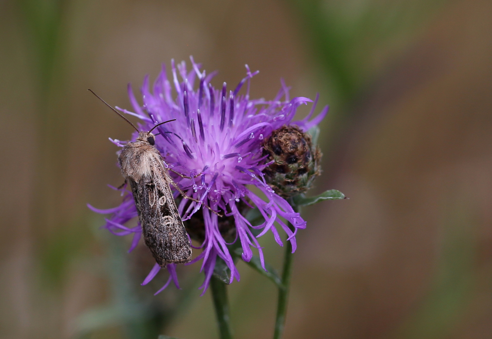 Chersotis alpestris