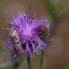 Chersotis alpestris