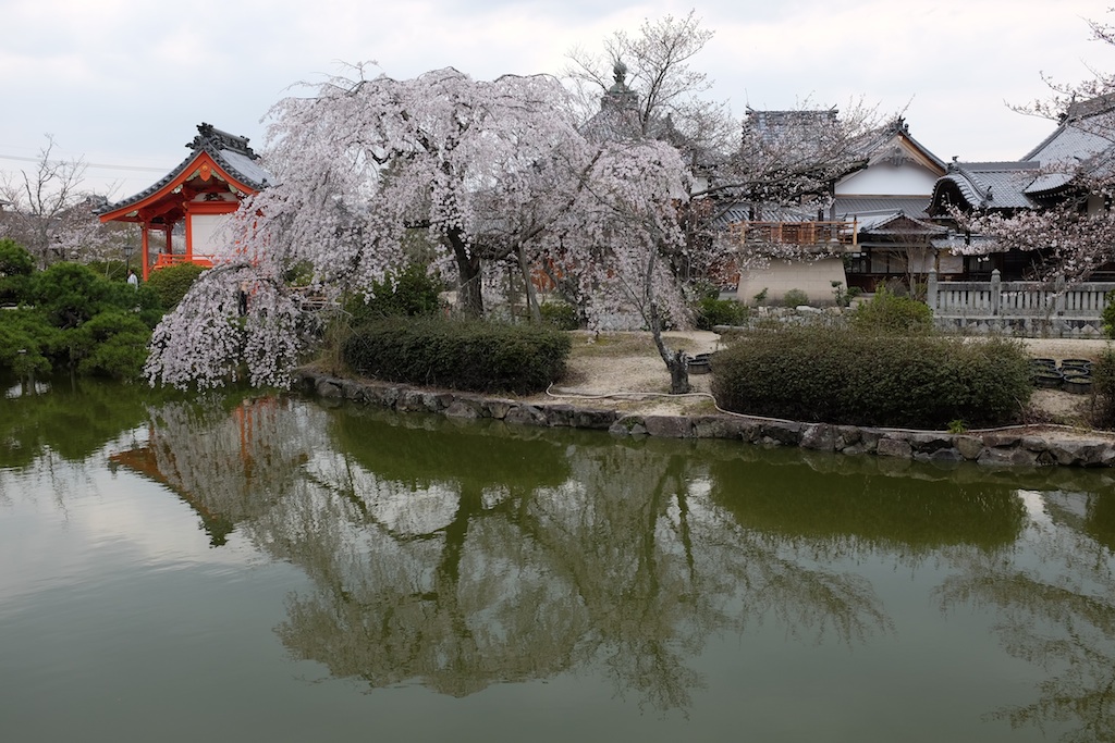 Chery Blossom in Japan