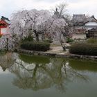 Chery Blossom in Japan