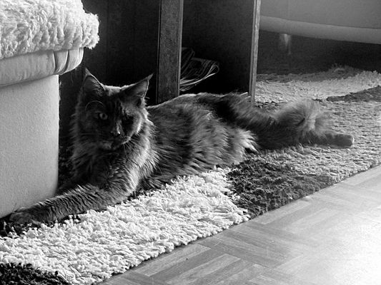 Chery heute mal allein