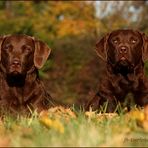 Chesapeake Bay Retriever