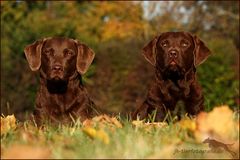 Chesapeake Bay Retriever