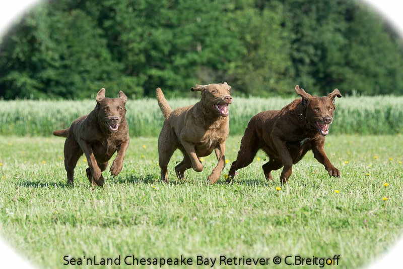 Chesapeake Bay Retriever am Start