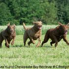 Chesapeake Bay Retriever am Start