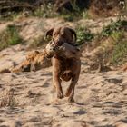 Chesapeake Bay Retriever bei der jagdlichen Arbeit