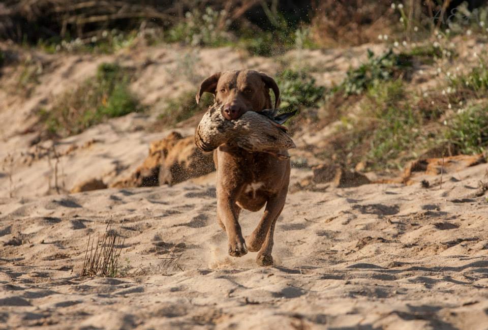 Chesapeake Bay Retriever beim Apport der Ente