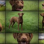 Chesapeake Bay Retriever