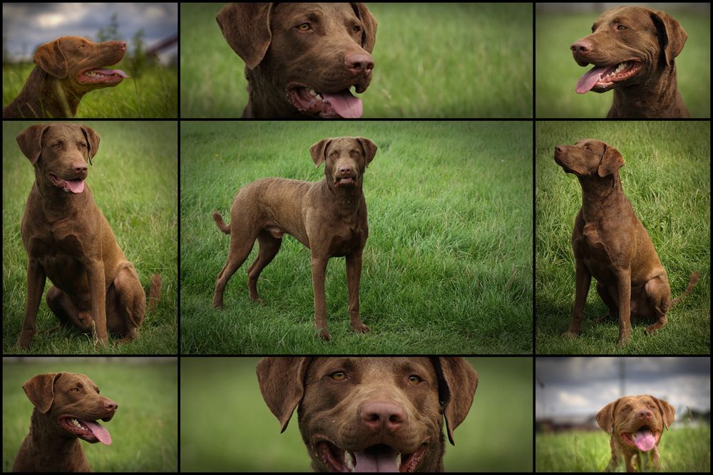 Chesapeake Bay Retriever