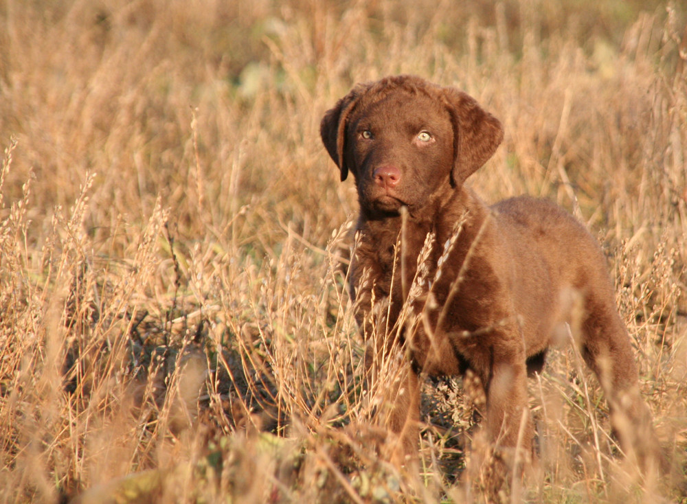 Chesapeake Bay Retriever Diesel mit 8 Wochen