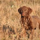 Chesapeake Bay Retriever Diesel mit 8 Wochen