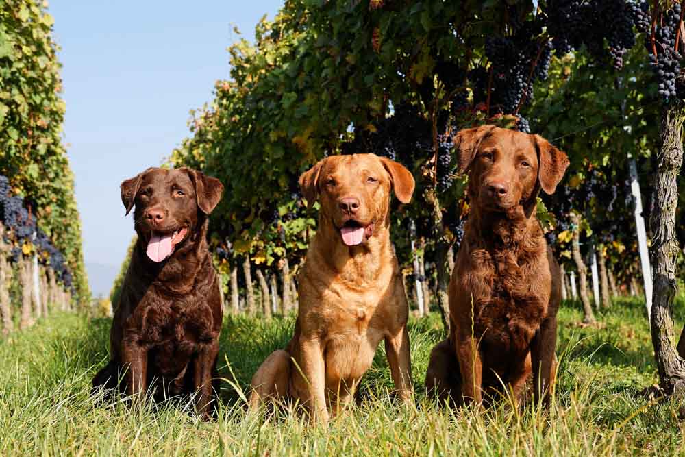 Chesapeake Bay Retriever Farbenspiel