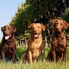 Chesapeake Bay Retriever Farbenspiel