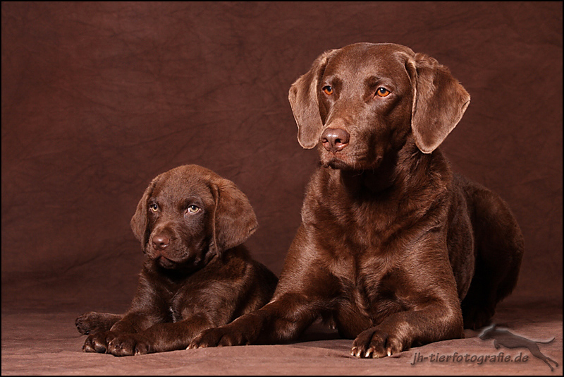 Chesapeake Bay Retriever Hündinnen