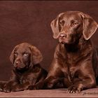 Chesapeake Bay Retriever Hündinnen