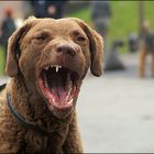 Chesapeake-Bay-Retriever I