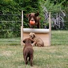 Chesapeake Bay Retriever-Mutter Q-Leeloo im Anflug