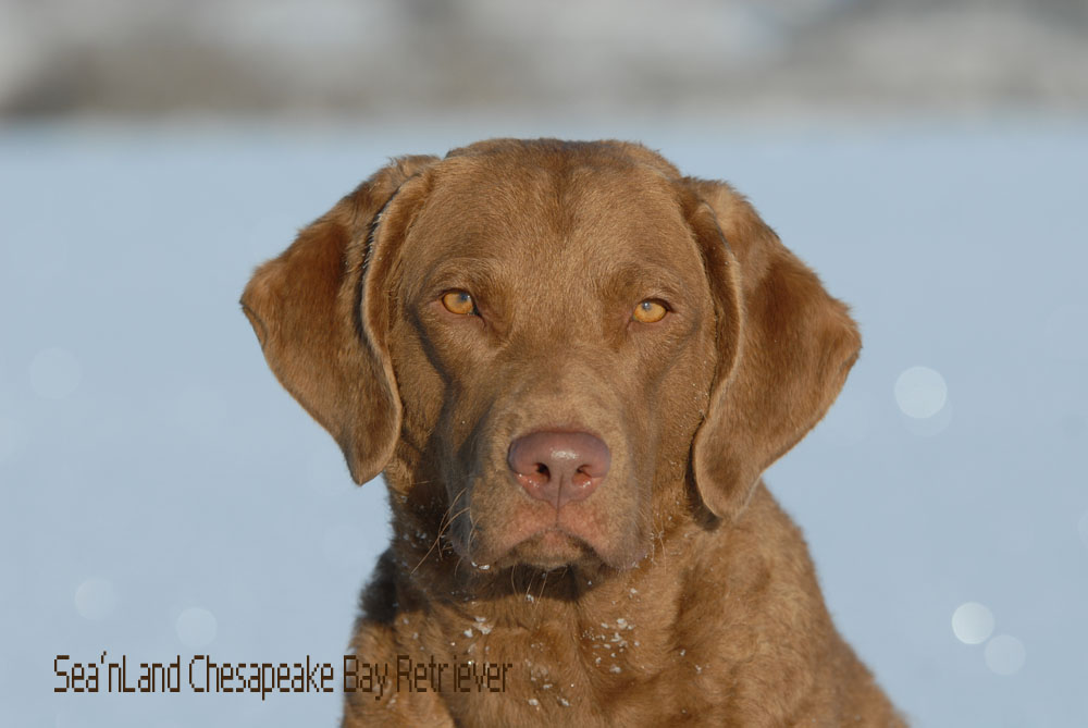 Chesapeake Bay Retriever Sea'nLand Cherokee