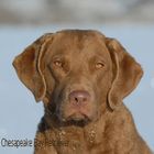 Chesapeake Bay Retriever Sea'nLand Cherokee