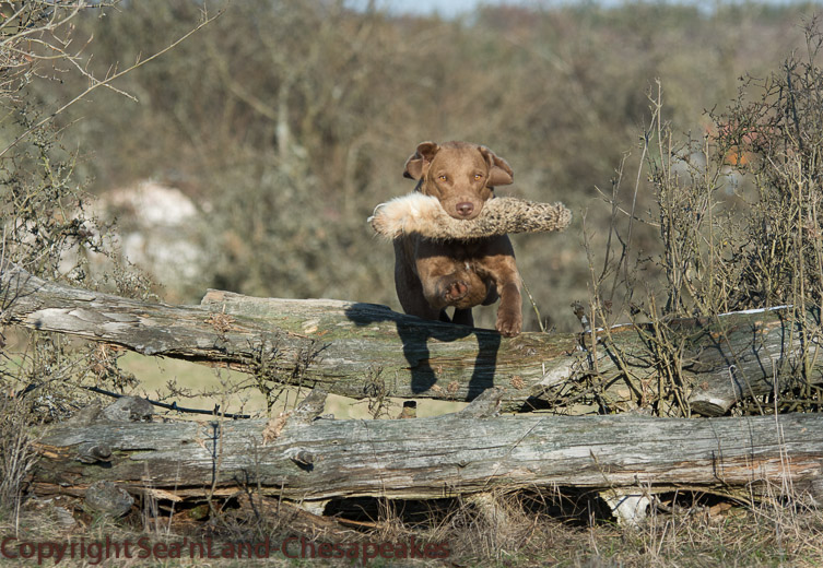 Chesapeake Bay Retriever Sea'nLand Cherokee