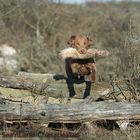 Chesapeake Bay Retriever Sea'nLand Cherokee