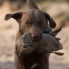 Cheslabben Sneak Peake bei der jagdlichen Arbeit