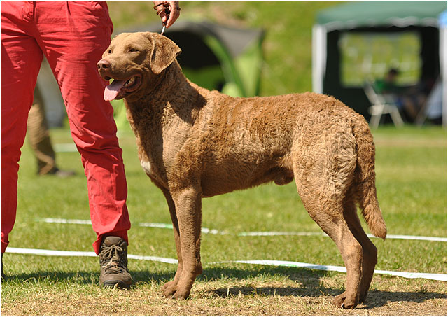 Cheslabben Sneak Peake - mein ganz besonderer Hund