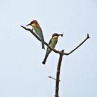 Chesnut Headed bee Eaters