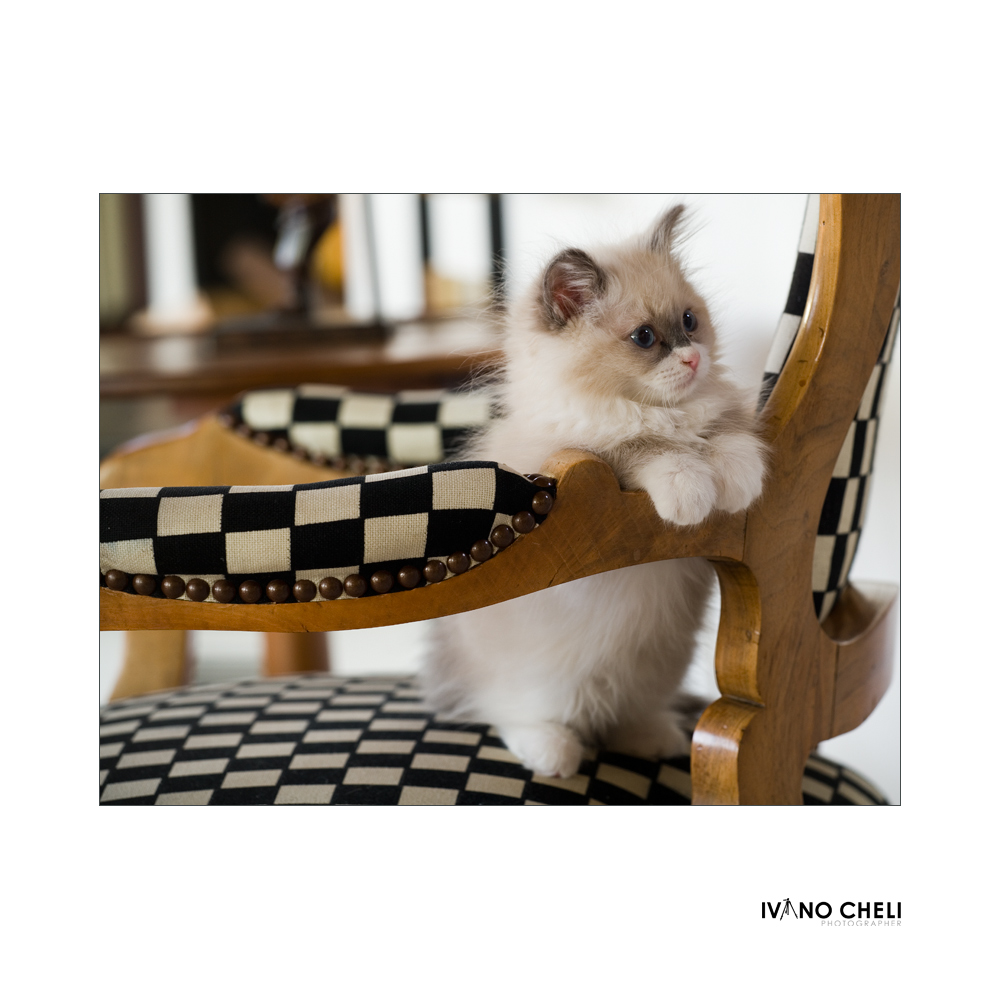 Chess-Cat