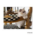 Chess-Cat