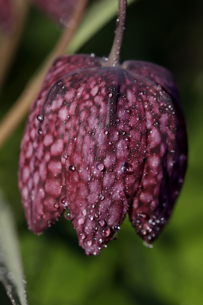 Chess flower