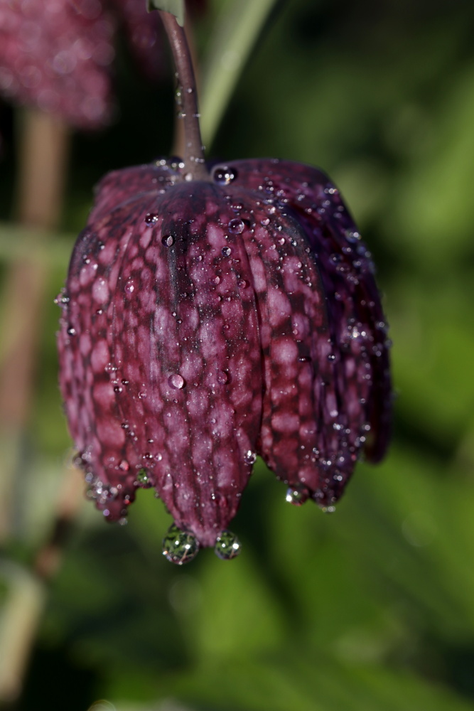 Chess flower (Fritillaria meleagris)