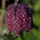 Chess flower (Fritillaria meleagris)