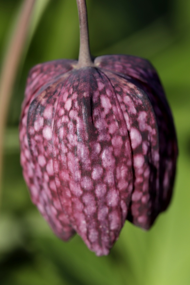 Chess flower (Fritillaria meleagris)