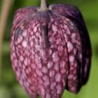 Chess flower (Fritillaria meleagris)