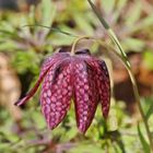 Chess Flower - Schachblume - Fritillaria meleagris