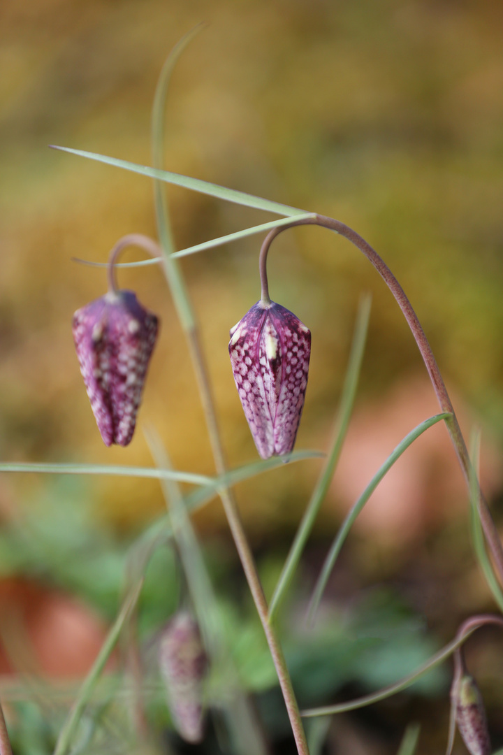 Chess Flower - Schachblume - Fritillaria meleagris