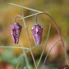 Chess Flower - Schachblume - Fritillaria meleagris