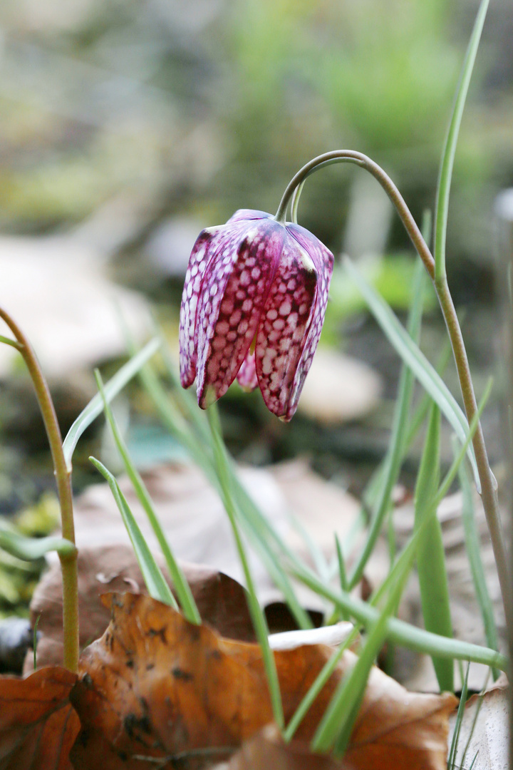 Chess Flower - Schachblume - Fritillaria meleagris