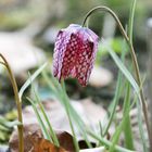 Chess Flower - Schachblume - Fritillaria meleagris