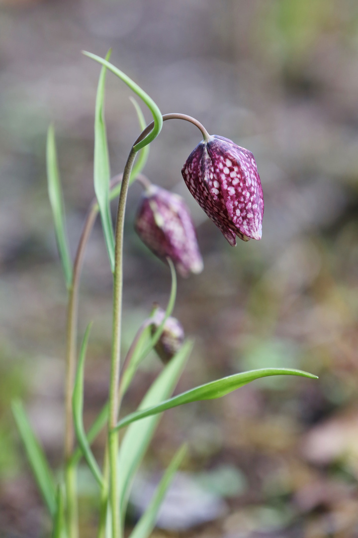 Chess Flower - Schachblume - Fritillaria meleagris