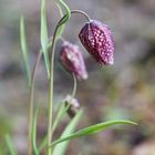 Chess Flower - Schachblume - Fritillaria meleagris