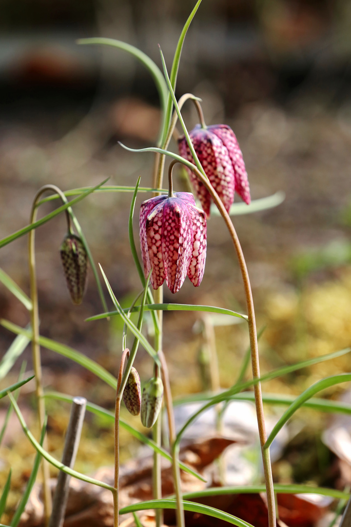 Chess Flower - Schachblume - Fritillaria meleagris