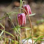 Chess Flower - Schachblume - Fritillaria meleagris